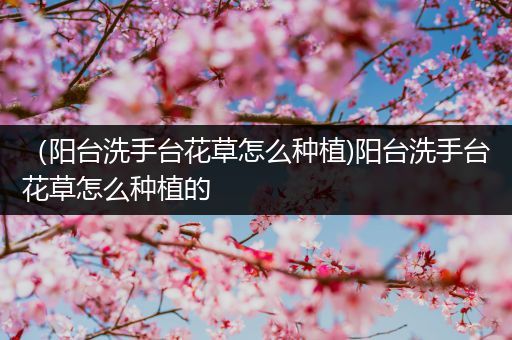 （阳台洗手台花草怎么种植)阳台洗手台花草怎么种植的