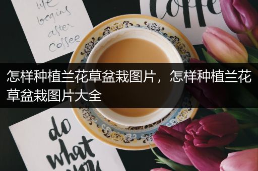 怎样种植兰花草盆栽图片，怎样种植兰花草盆栽图片大全