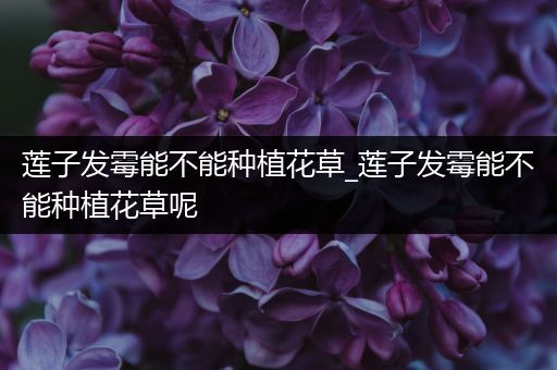 莲子发霉能不能种植花草_莲子发霉能不能种植花草呢