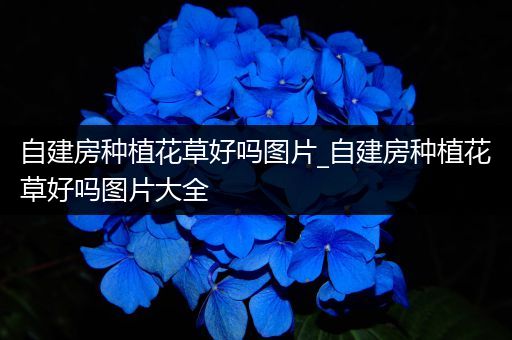 自建房种植花草好吗图片_自建房种植花草好吗图片大全