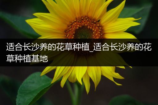 适合长沙养的花草种植_适合长沙养的花草种植基地