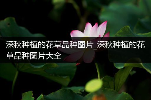深秋种植的花草品种图片_深秋种植的花草品种图片大全
