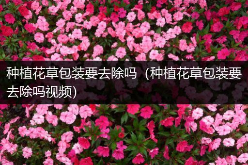 种植花草包装要去除吗（种植花草包装要去除吗视频）