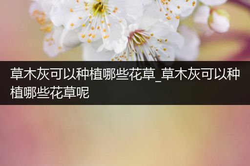 草木灰可以种植哪些花草_草木灰可以种植哪些花草呢
