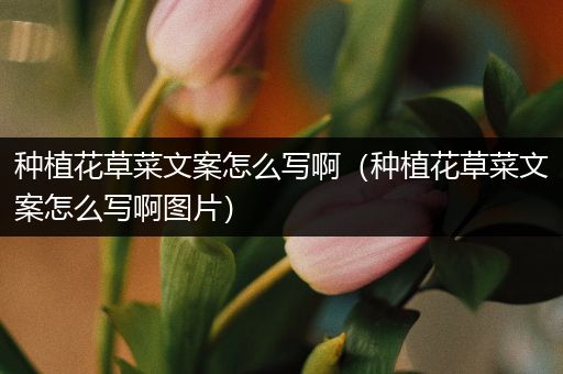 种植花草菜文案怎么写啊（种植花草菜文案怎么写啊图片）