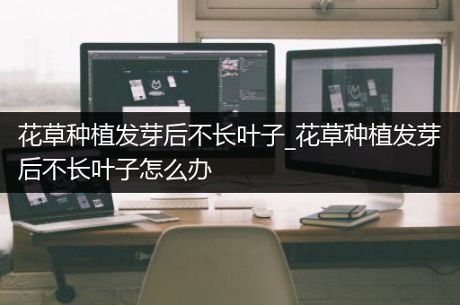 花草种植发芽后不长叶子_花草种植发芽后不长叶子怎么办