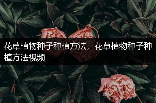 花草植物种子种植方法，花草植物种子种植方法视频
