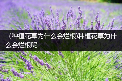 （种植花草为什么会烂根)种植花草为什么会烂根呢