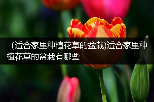 （适合家里种植花草的盆栽)适合家里种植花草的盆栽有哪些