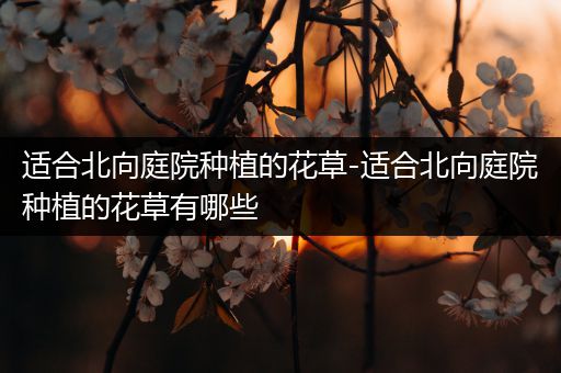 适合北向庭院种植的花草-适合北向庭院种植的花草有哪些