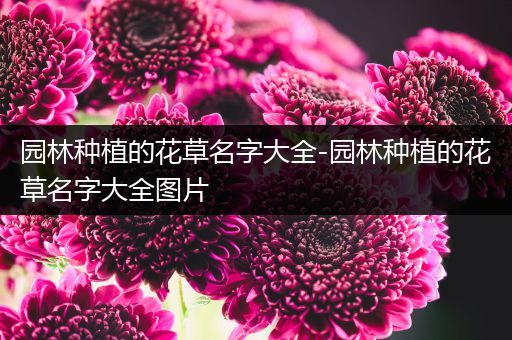 园林种植的花草名字大全-园林种植的花草名字大全图片