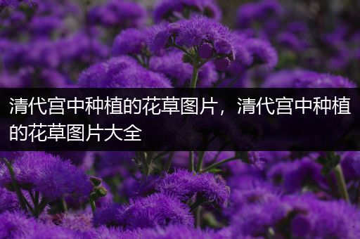 清代宫中种植的花草图片，清代宫中种植的花草图片大全