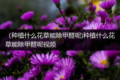 （种植什么花草能除甲醛呢)种植什么花草能除甲醛呢视频
