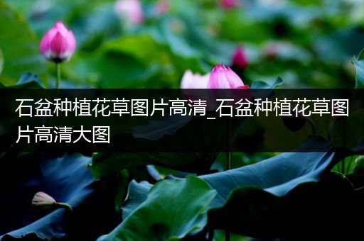 石盆种植花草图片高清_石盆种植花草图片高清大图