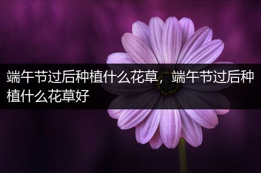 端午节过后种植什么花草，端午节过后种植什么花草好