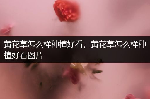 黄花草怎么样种植好看，黄花草怎么样种植好看图片