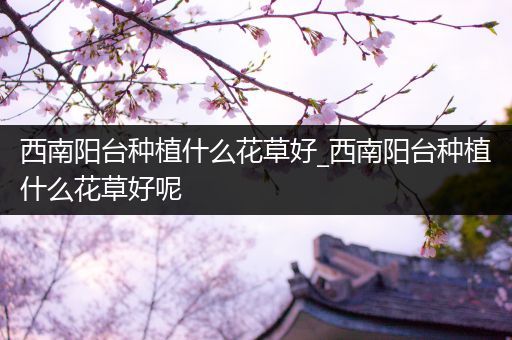 西南阳台种植什么花草好_西南阳台种植什么花草好呢