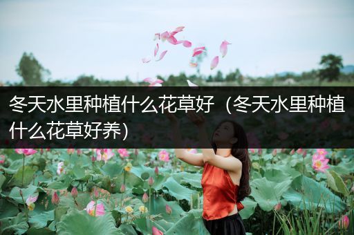 冬天水里种植什么花草好（冬天水里种植什么花草好养）