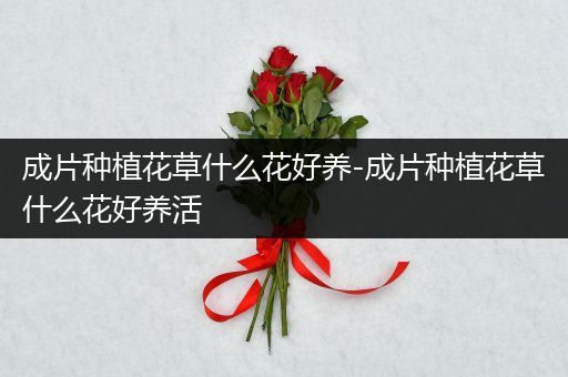 成片种植花草什么花好养-成片种植花草什么花好养活