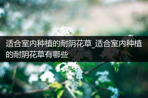 适合室内种植的耐阴花草_适合室内种植的耐阴花草有哪些