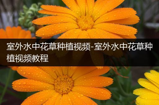 室外水中花草种植视频-室外水中花草种植视频教程