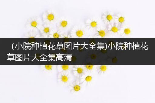 （小院种植花草图片大全集)小院种植花草图片大全集高清