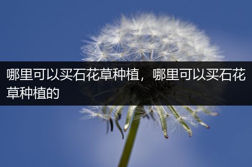哪里可以买石花草种植，哪里可以买石花草种植的