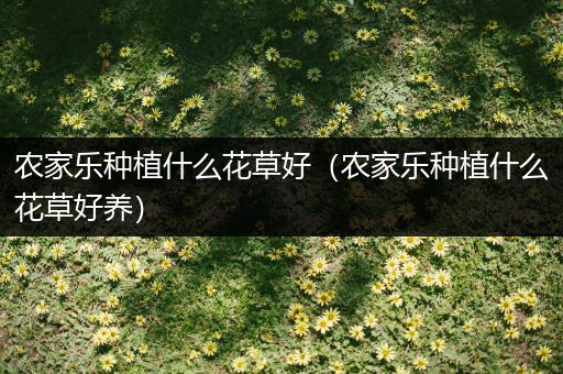 农家乐种植什么花草好（农家乐种植什么花草好养）