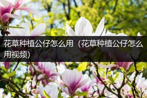 花草种植公仔怎么用（花草种植公仔怎么用视频）