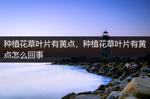 种植花草叶片有黄点，种植花草叶片有黄点怎么回事