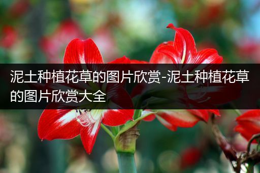 泥土种植花草的图片欣赏-泥土种植花草的图片欣赏大全