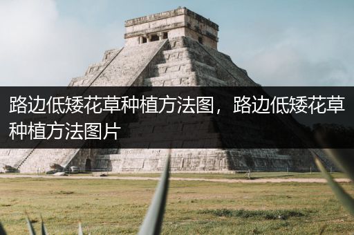 路边低矮花草种植方法图，路边低矮花草种植方法图片