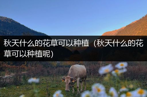 秋天什么的花草可以种植（秋天什么的花草可以种植呢）