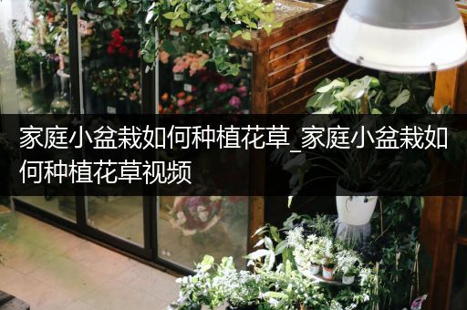 家庭小盆栽如何种植花草_家庭小盆栽如何种植花草视频