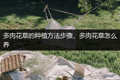 多肉花草的种植方法步骤，多肉花草怎么养