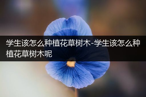 学生该怎么种植花草树木-学生该怎么种植花草树木呢