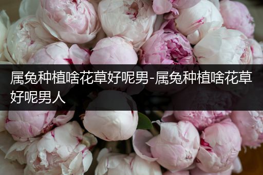 属兔种植啥花草好呢男-属兔种植啥花草好呢男人