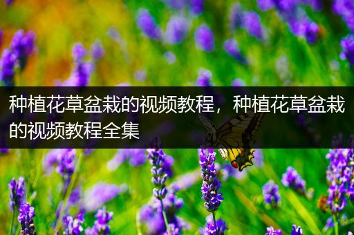 种植花草盆栽的视频教程，种植花草盆栽的视频教程全集