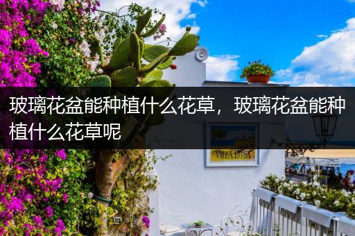玻璃花盆能种植什么花草，玻璃花盆能种植什么花草呢