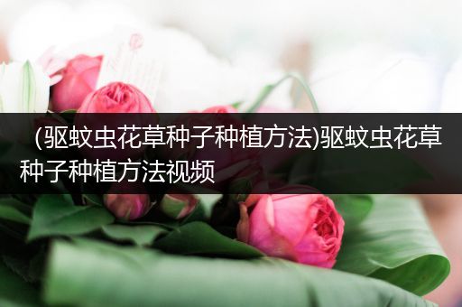 （驱蚊虫花草种子种植方法)驱蚊虫花草种子种植方法视频