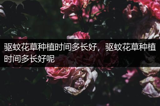 驱蚊花草种植时间多长好，驱蚊花草种植时间多长好呢