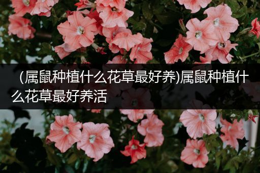 （属鼠种植什么花草最好养)属鼠种植什么花草最好养活