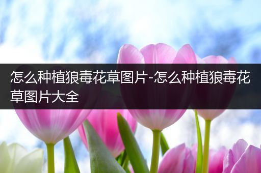 怎么种植狼毒花草图片-怎么种植狼毒花草图片大全