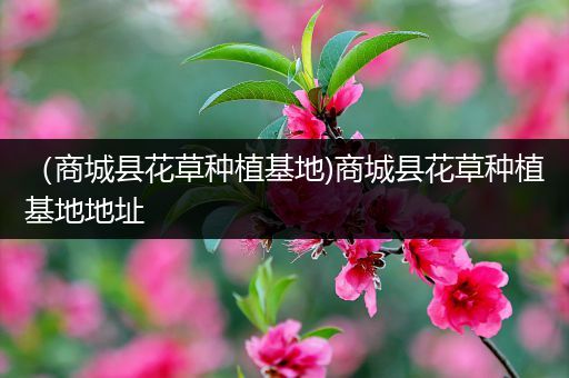 （商城县花草种植基地)商城县花草种植基地地址