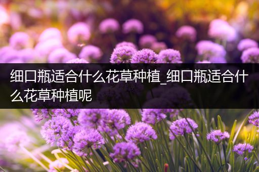 细口瓶适合什么花草种植_细口瓶适合什么花草种植呢