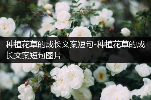种植花草的成长文案短句-种植花草的成长文案短句图片
