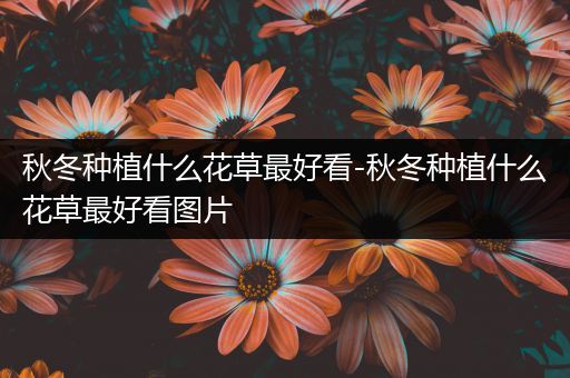 秋冬种植什么花草最好看-秋冬种植什么花草最好看图片