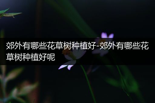 郊外有哪些花草树种植好-郊外有哪些花草树种植好呢