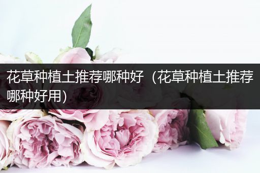 花草种植土推荐哪种好（花草种植土推荐哪种好用）