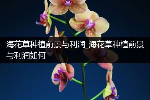 海花草种植前景与利润_海花草种植前景与利润如何